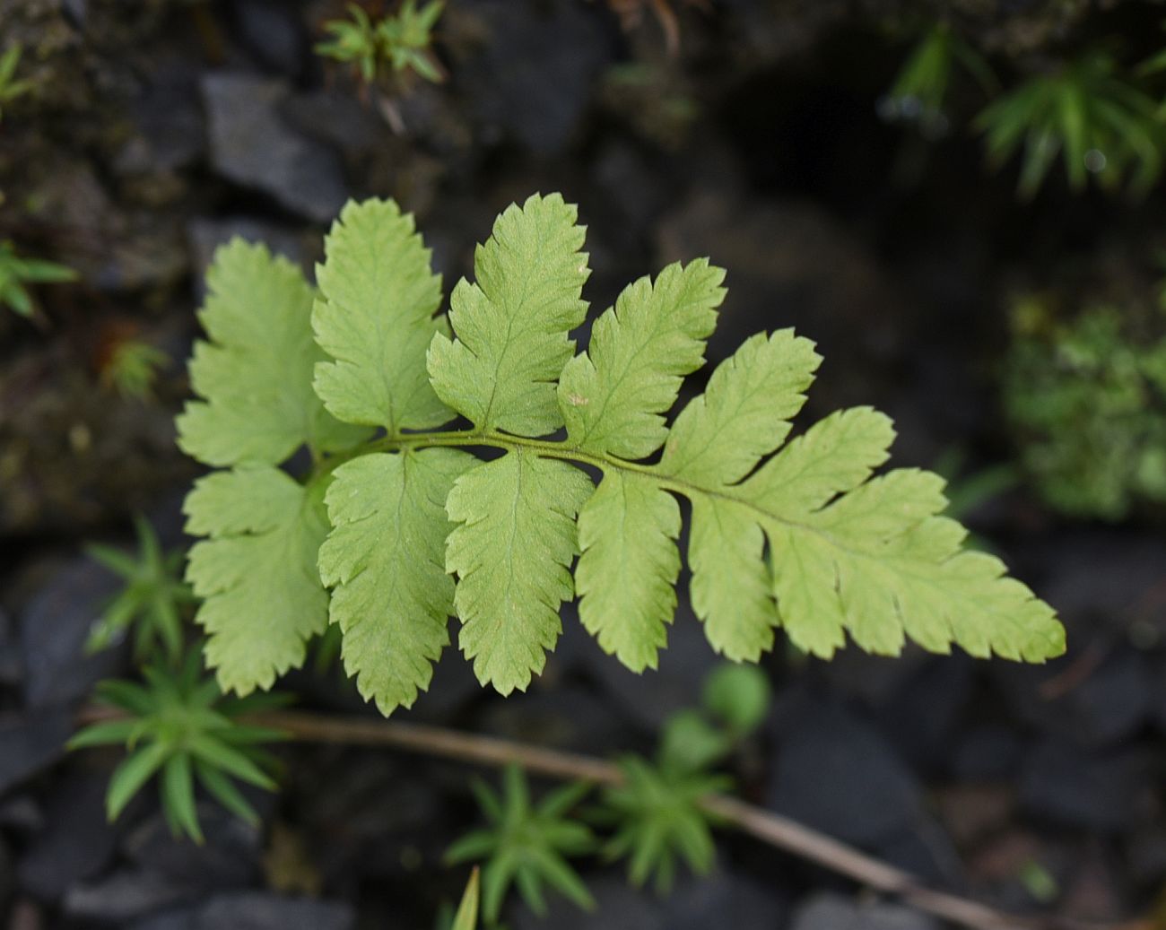 Image of genus Dryopteris specimen.