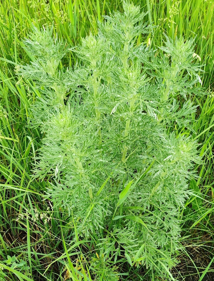 Image of Artemisia absinthium specimen.