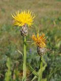 View full-size image Chartolepis intermedia