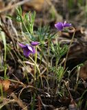 View full-size image Viola dissecta