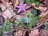 Erythronium dens-canis