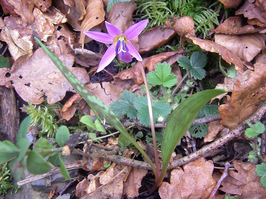 Image of Erythronium dens-canis specimen.