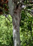 View full-size image Platanus orientalis