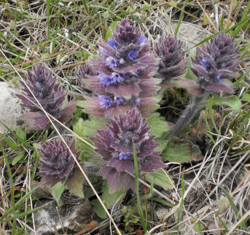 Image of Ajuga orientalis specimen.