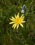 View full-size image genus Tragopogon