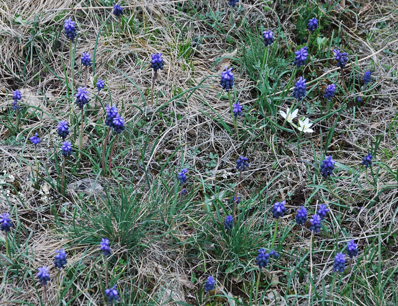 Изображение особи Muscari neglectum.