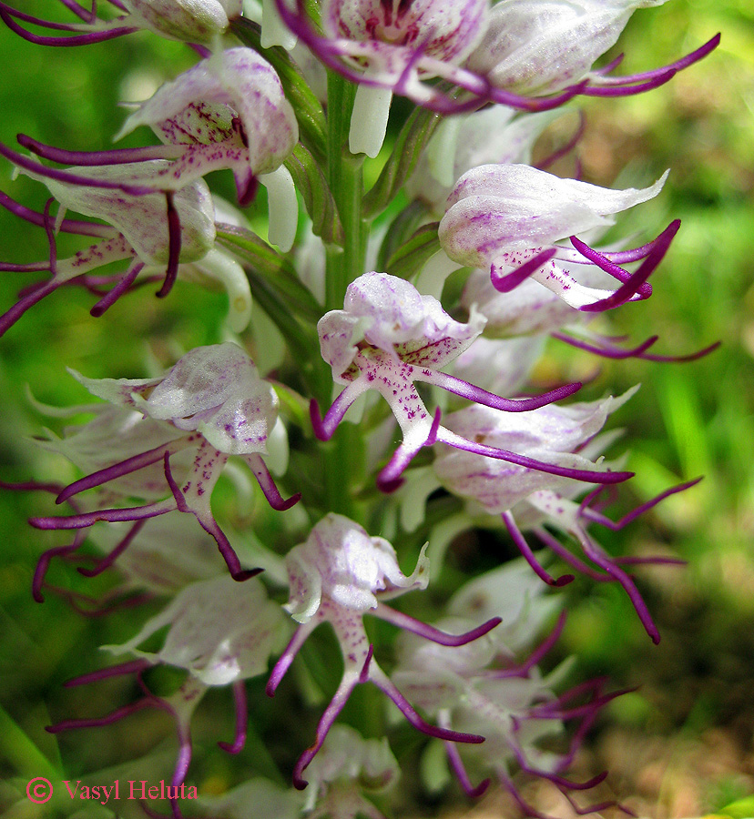 Image of Orchis simia specimen.