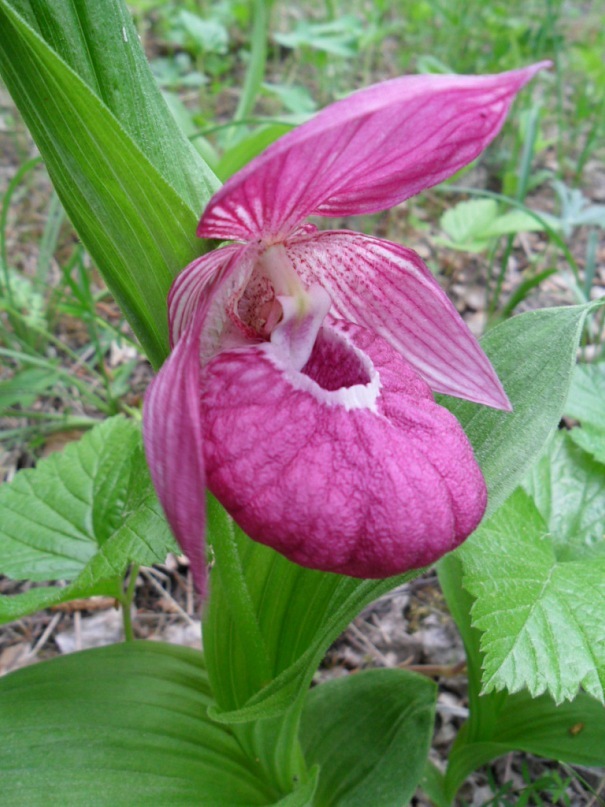 Image of Cypripedium macranthos specimen.