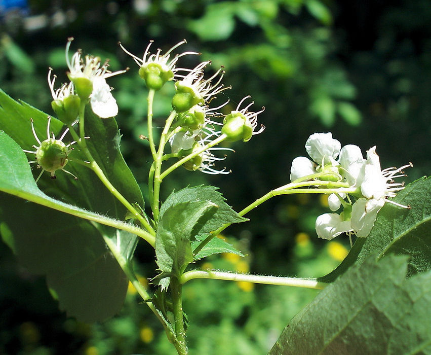 Image of Crataegus dahurica specimen.