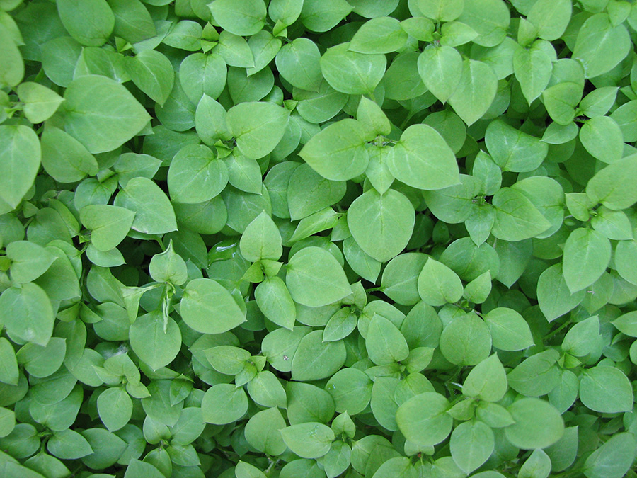 Image of Stellaria media specimen.