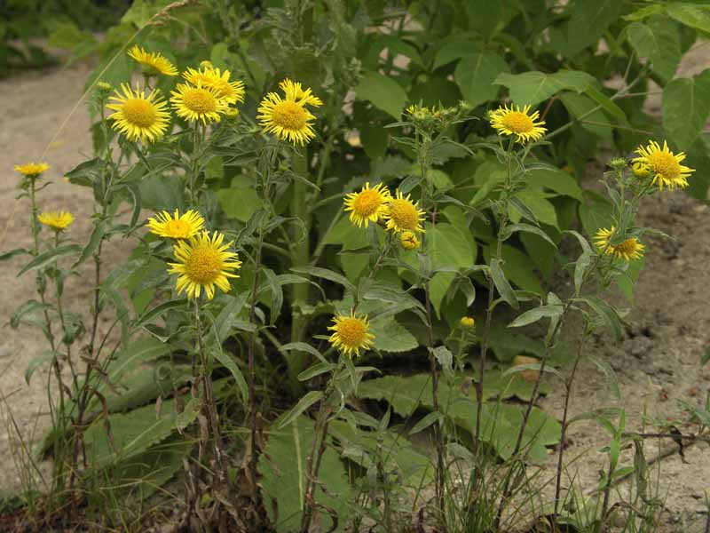 Image of Inula britannica specimen.