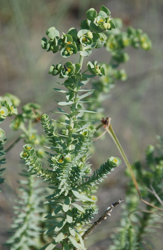 Изображение особи Euphorbia paralias.