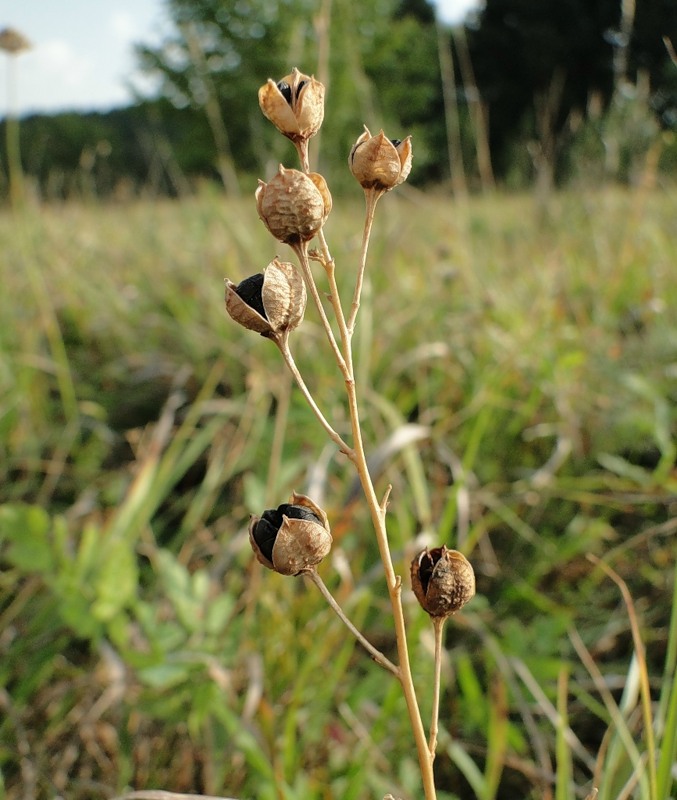 Image of Anthericum ramosum specimen.