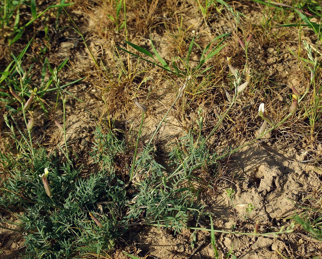 Image of genus Astragalus specimen.