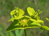 Euphorbia virgata