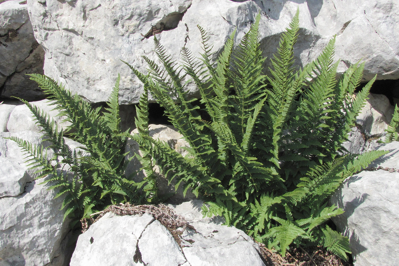 Image of Dryopteris villarii specimen.