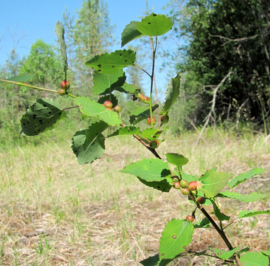 Image of Populus tremula specimen.