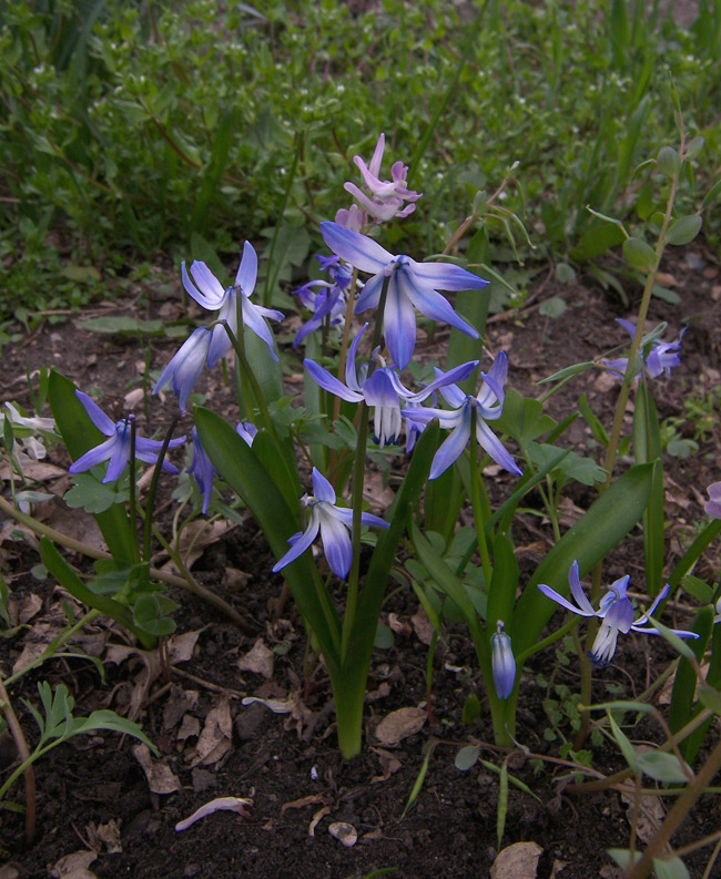 Image of Scilla rosenii specimen.