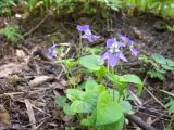 Viola riviniana. Цветущее растение. Курская обл., г. Железногорск, ур. Устье-Воронка. 18 мая 2007 г.