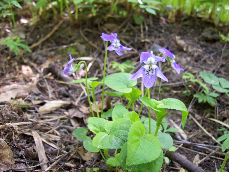 Image of Viola riviniana specimen.