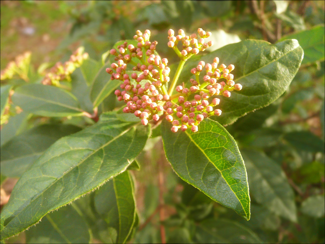 Image of Viburnum tinus specimen.