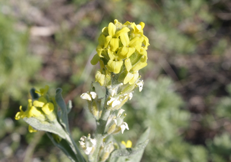 Image of Fibigia eriocarpa specimen.