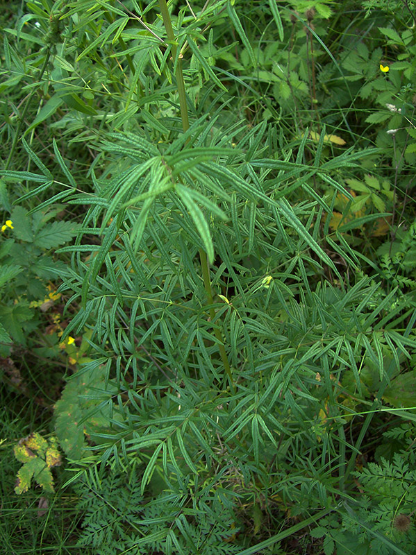 Image of Thalictrum lucidum specimen.