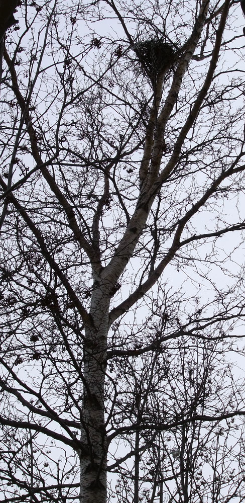 Image of genus Betula specimen.