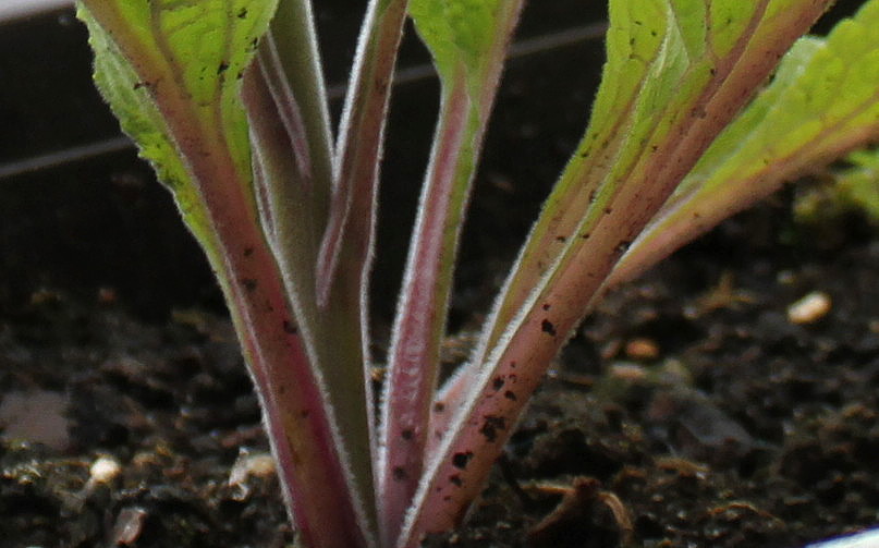 Image of Digitalis purpurea specimen.