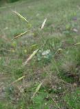 Bromopsis cappadocica. Соцветие. Крым, Симферополь, Марьино, степной склон. 9 мая 2012 г.