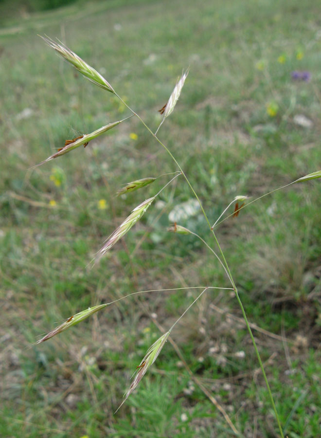 Изображение особи Bromopsis cappadocica.