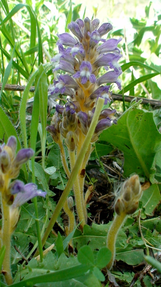 Image of Phelipanche mutelii specimen.