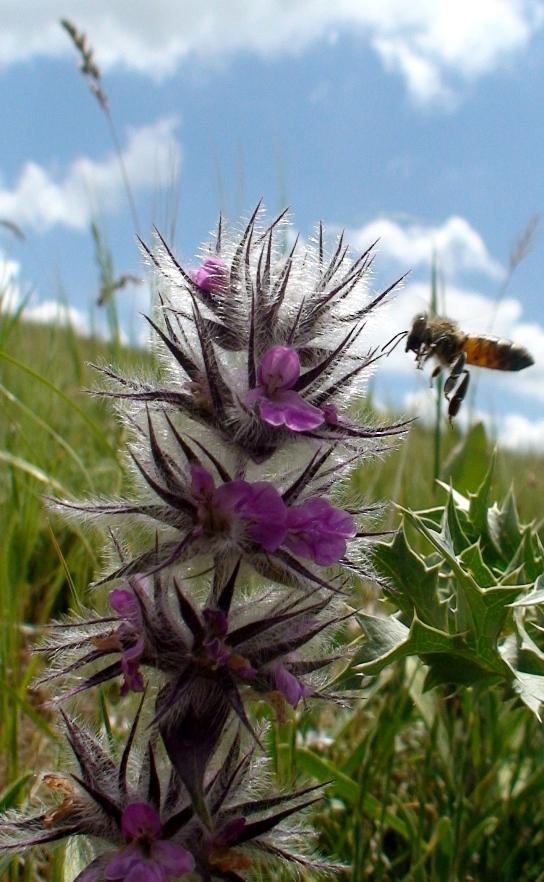 Image of Stachys lavandulifolia specimen.