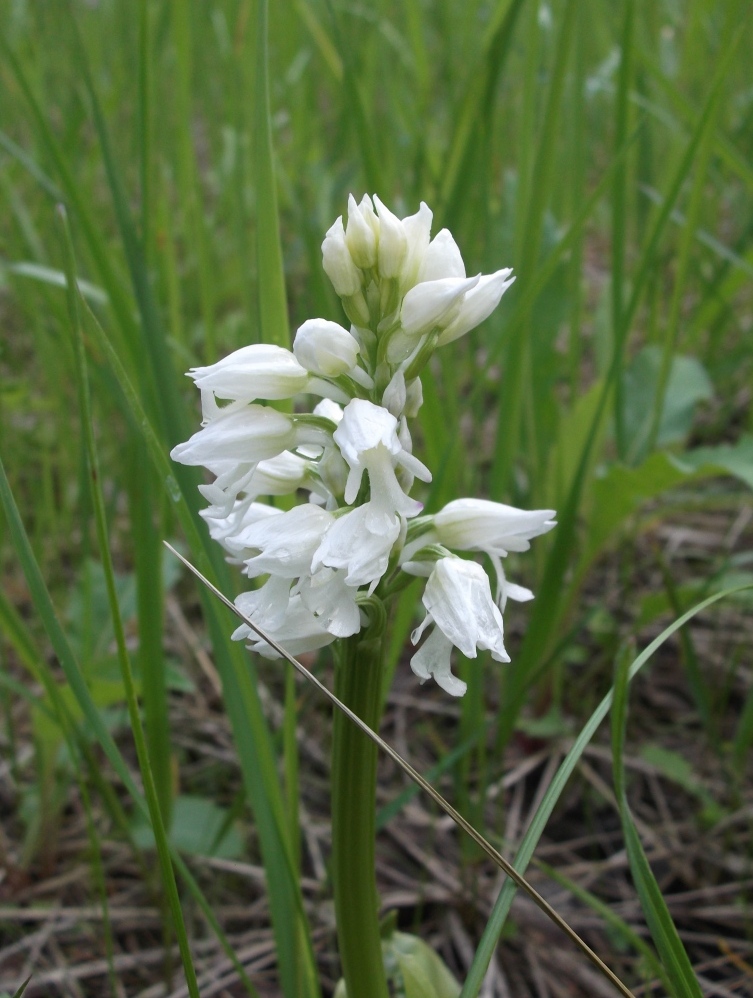 Image of Orchis militaris specimen.