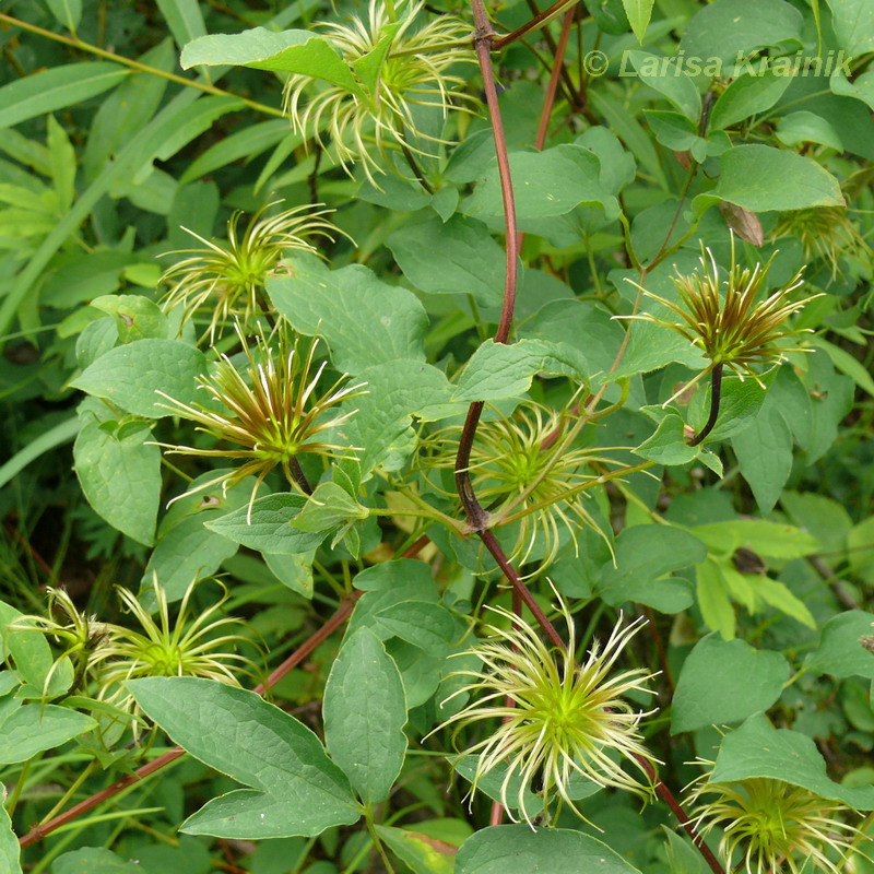 Image of Clematis fusca specimen.