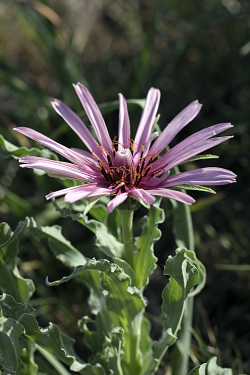 Image of Tragopogon marginifolius specimen.