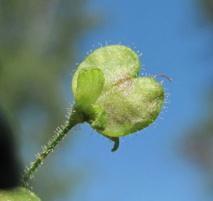 Image of Veronica scutellata specimen.