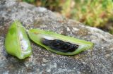 Agapanthus africanus