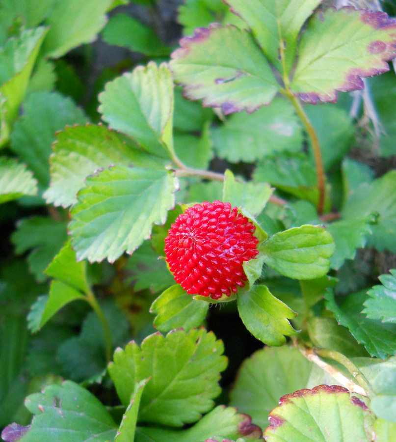 Изображение особи Duchesnea indica.