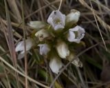 Gentianella promethea