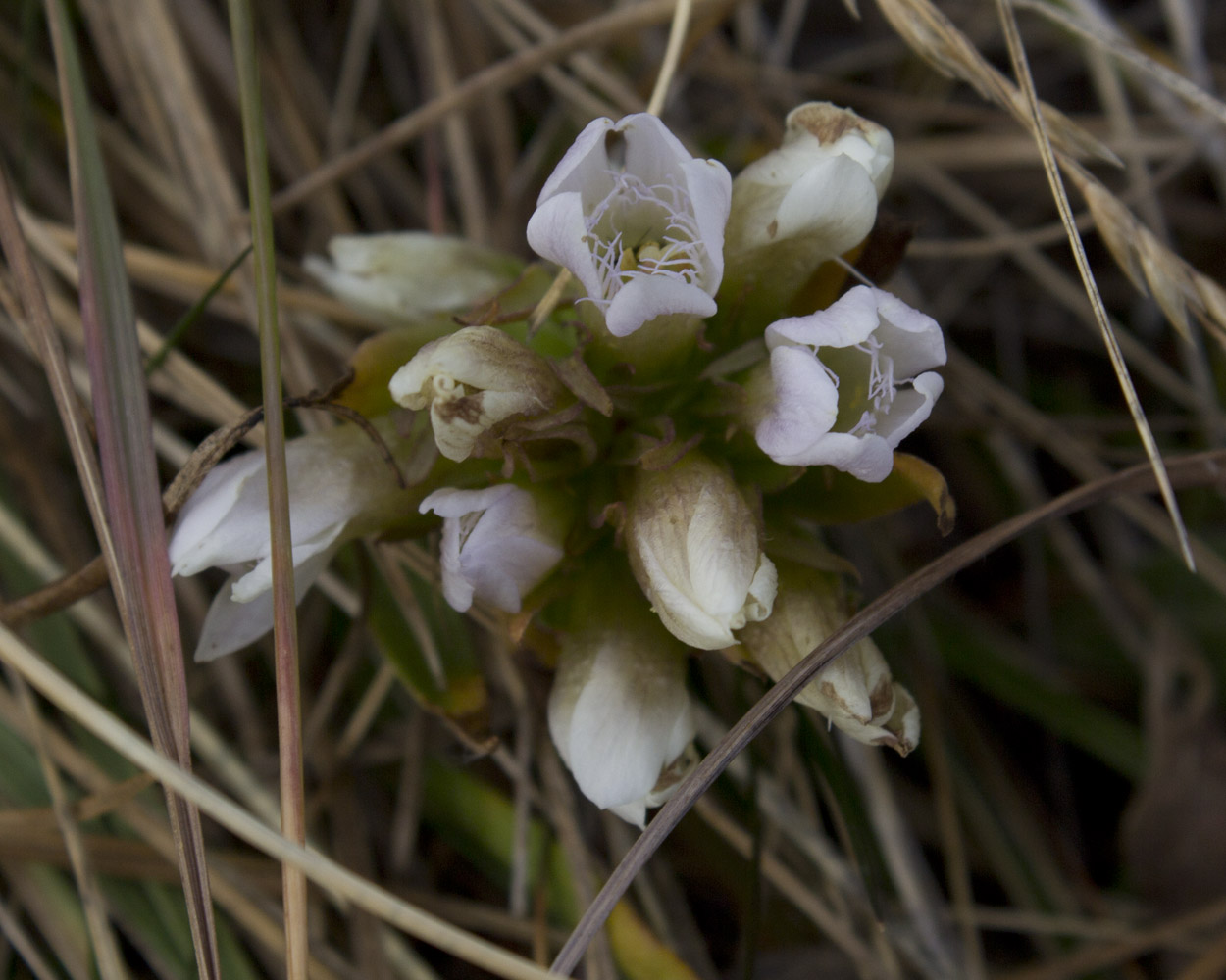 Image of Gentianella promethea specimen.