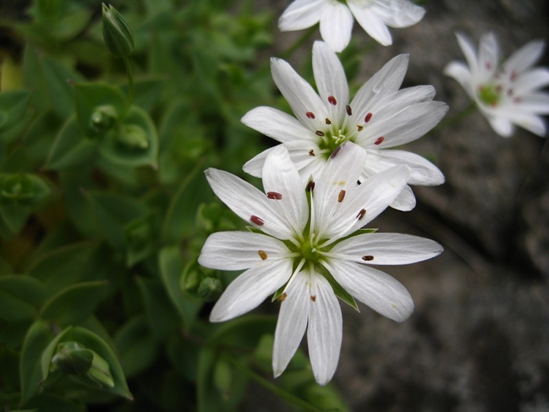 Изображение особи Stellaria ruscifolia.