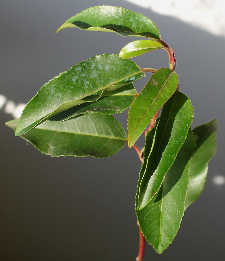 Image of Lauro-cerasus lusitanica specimen.