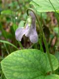 Viola epipsila. Верхушка цветущего растения. Свердловская обл., окр. г. Североуральск, южная окраина Колонгинского водохранилища, окраина болота. 03.06.2012.