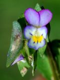 Viola occulta. Цветок. Узбекистан, г. Ташкент, пос. Улугбек, санитарно-защитная зона. 14.04.2012.