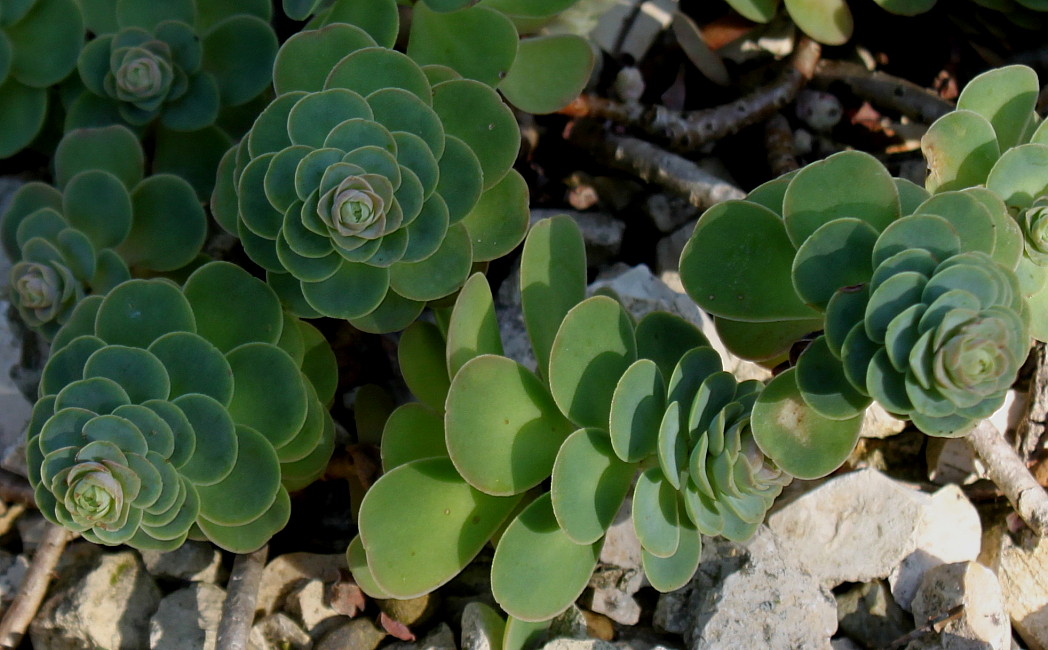 Image of Hylotelephium anacampseros specimen.