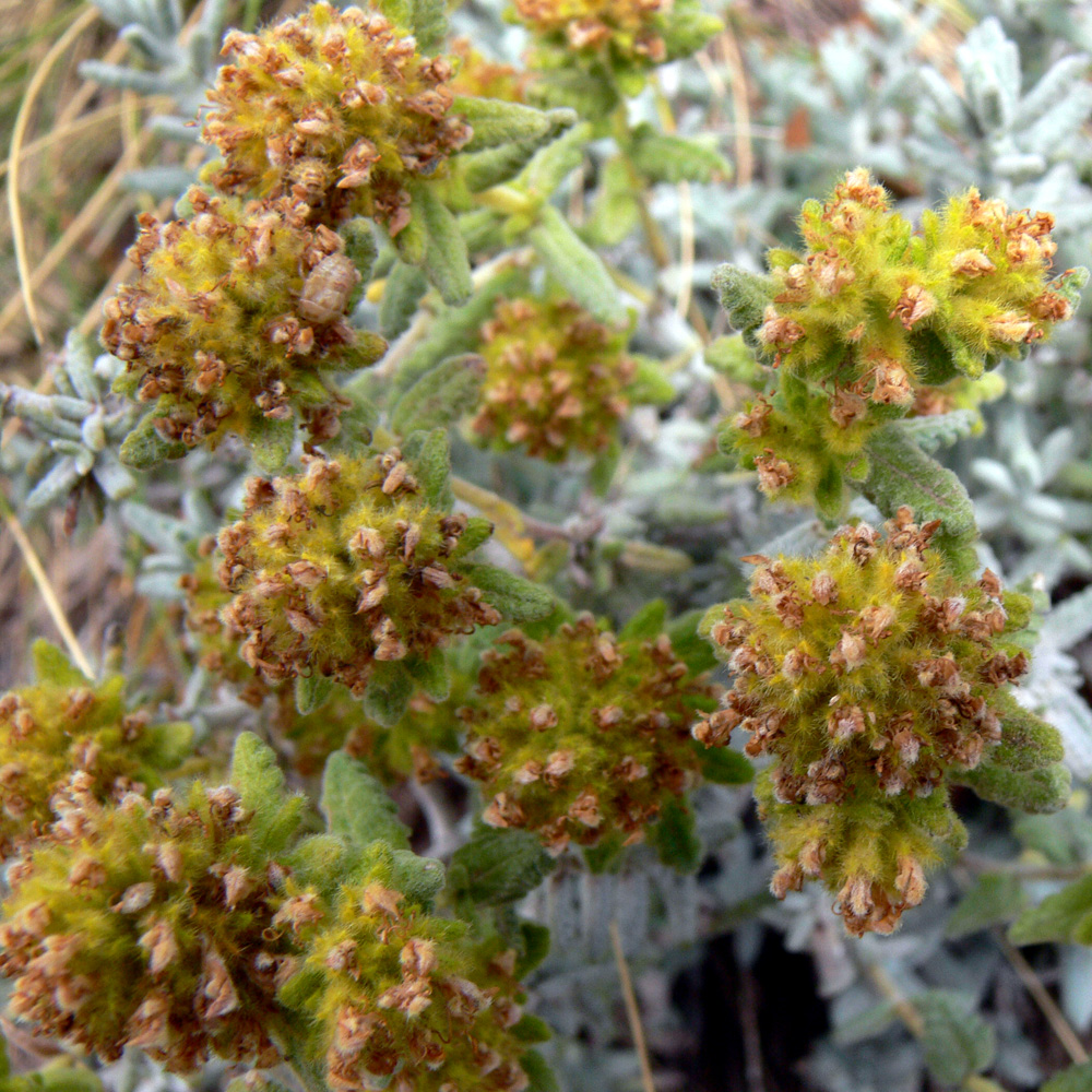 Изображение особи Teucrium aureum.