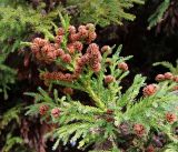 Cryptomeria japonica