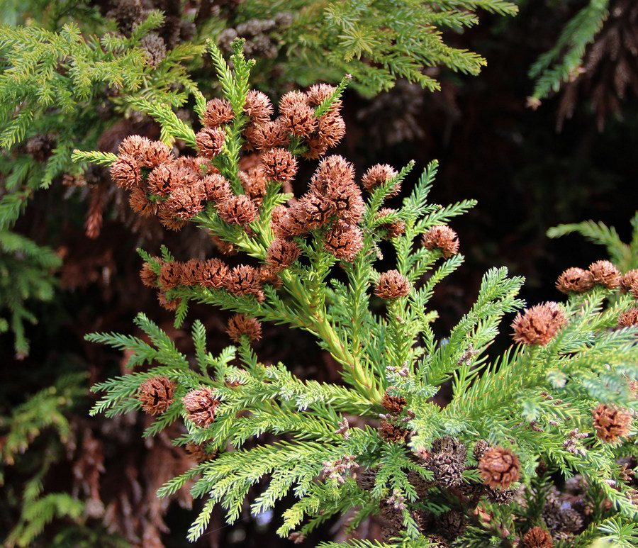 Image of Cryptomeria japonica specimen.