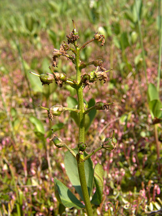 Image of Menyanthes trifoliata specimen.